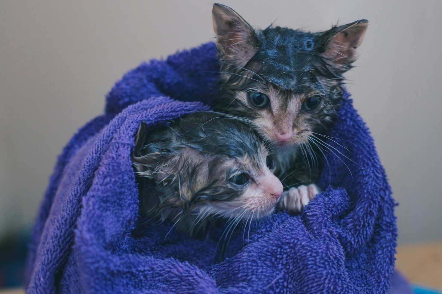 The Lifelong Impact of Rescuing Special Needs Cats