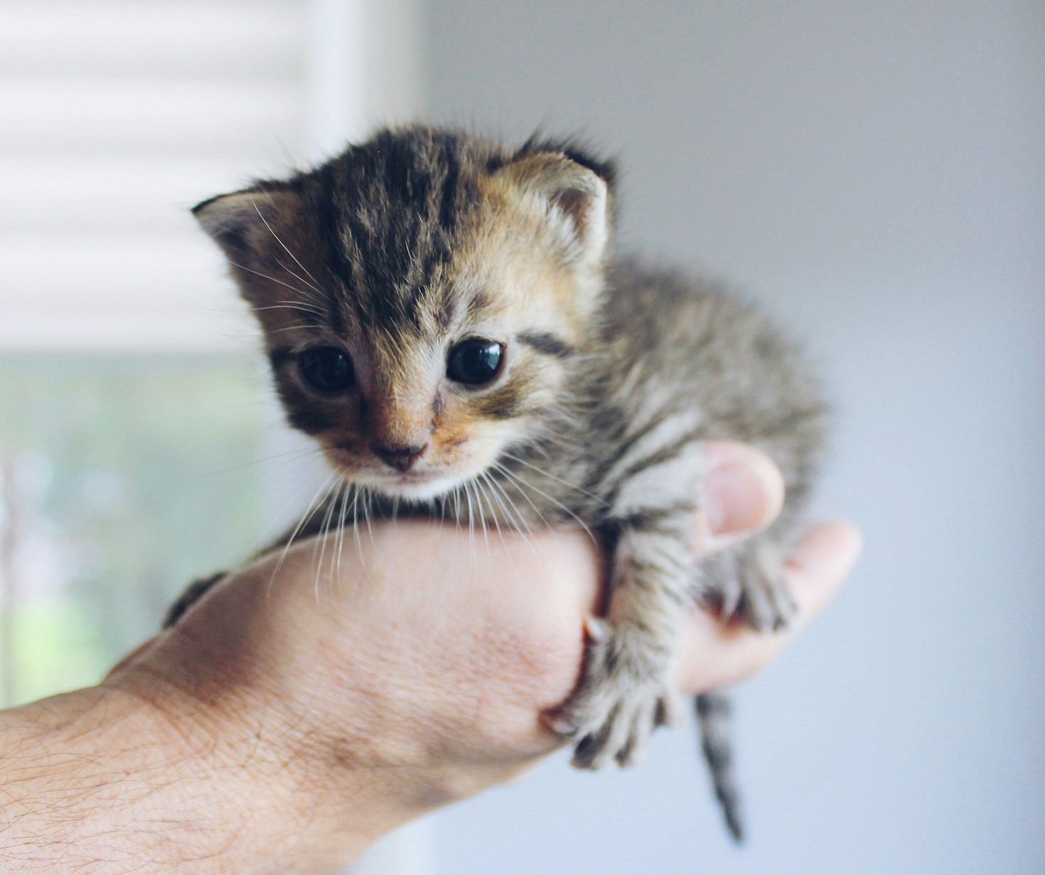 How Bottle Feeding Saves Lives of Vulnerable Kittens