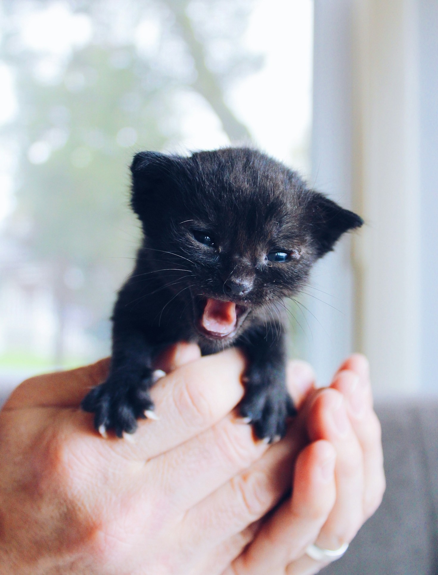 A Day in the Life of a Cat Rescue Volunteer