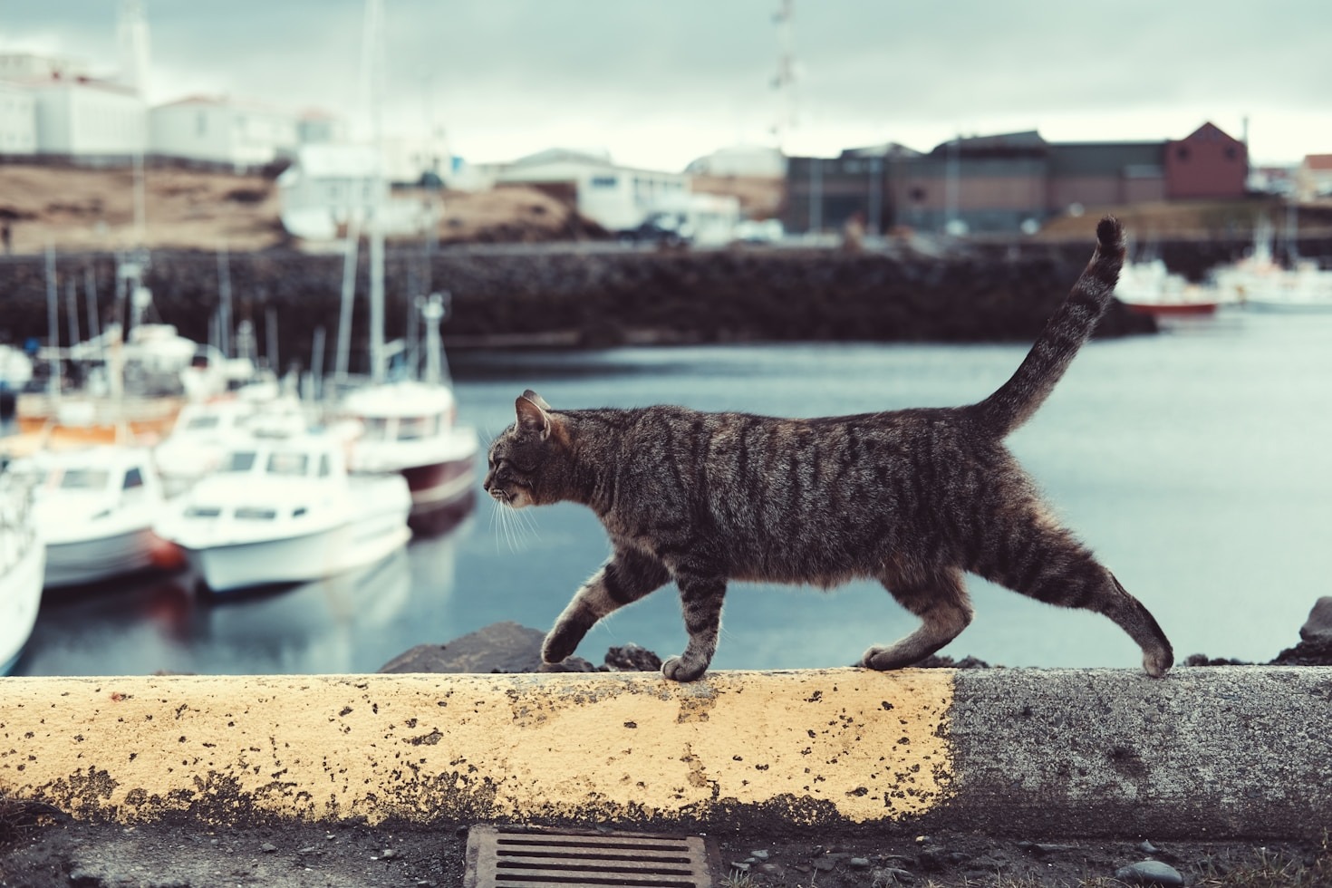 Caring for Cats with Medical Challenges: Tips and Stories