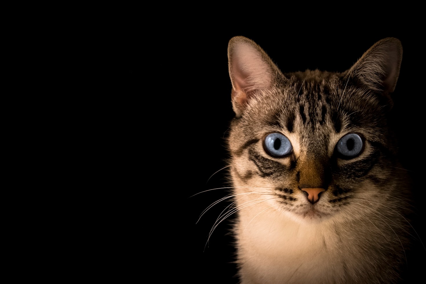 The Journey of Cats to Higher Adoption Areas