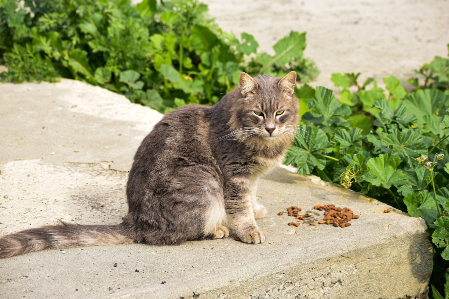 Educating Communities to Improve Feline Welfare